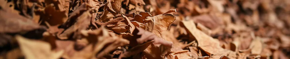 Cigarette & Tobacco Liquid Flavours